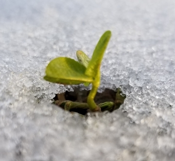 Seedling emerging from the ice