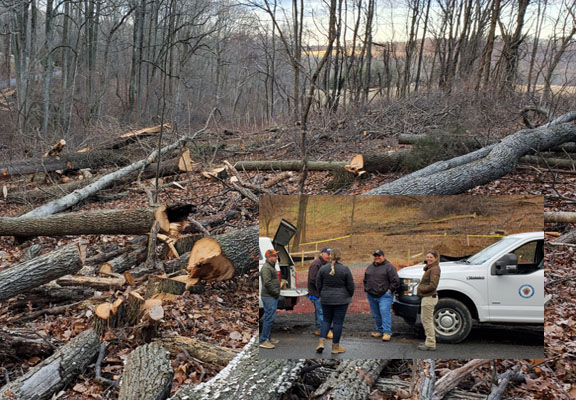 Trees cut down close to a stream resulted in a stop work order.