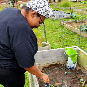 Urban Gardening Planting