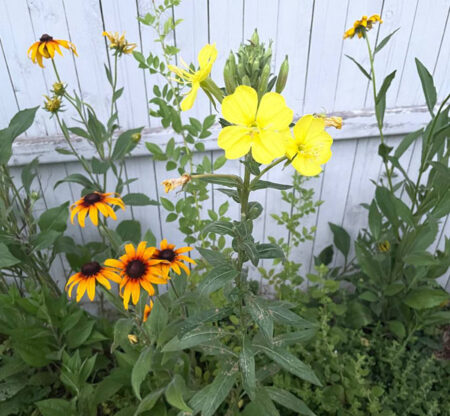 Yellow Cone Flower