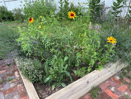 Herb Garden