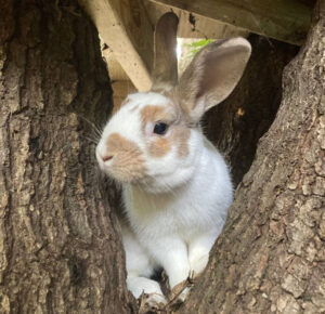 Rabbit in tree