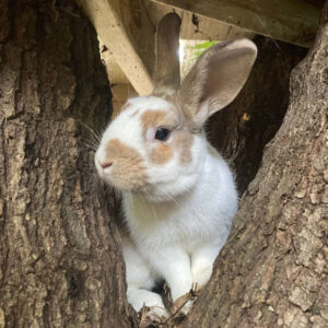 Rabbit in tree