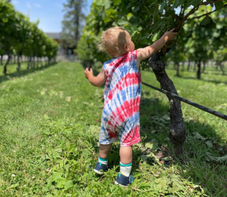 Toddler reaching for graps-72