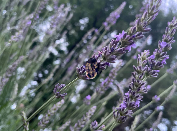 Bee on Lavender