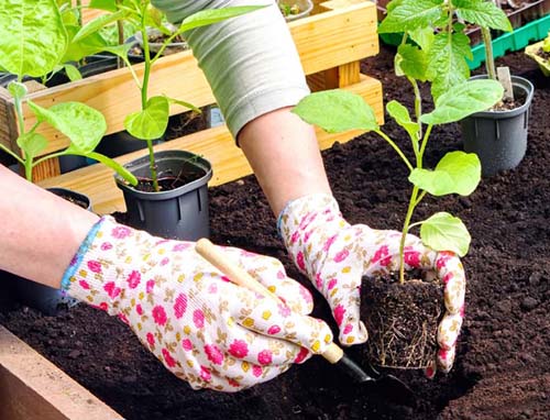 Planting eggplant seedlings in soil on raised beds close-up. The hands of a gardener in gloves plant a sprout in the ground surrounded by gardening tools, a watering can, a wooden box with seedlings.