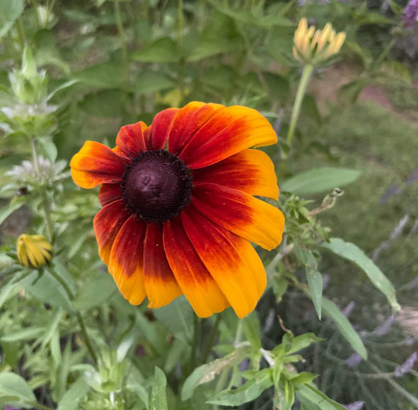 black eyed susan